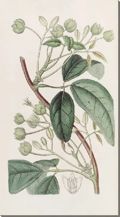 Картина Холболлия широколистная (1815-1819)