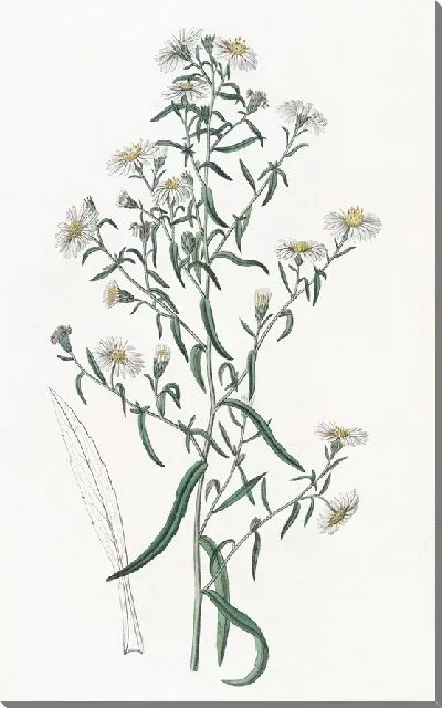 Картина Хрупкая астра (1815-1819)