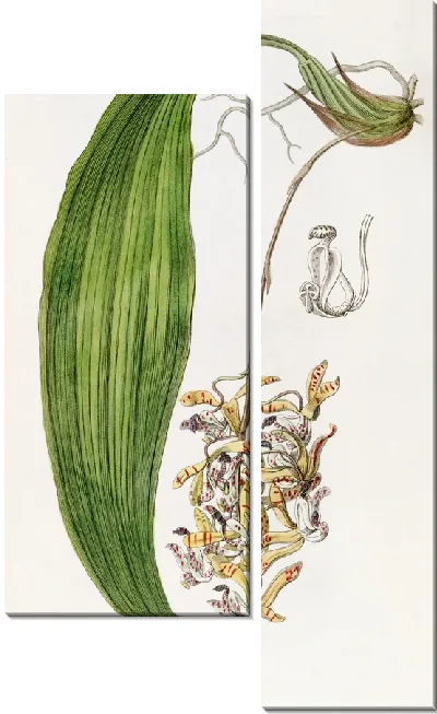 Картина Циррея туполепестковая (1815-1819)
