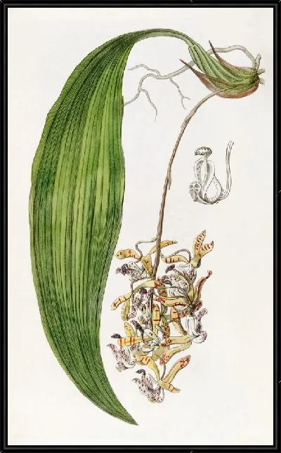 Картина Циррея туполепестковая (1815-1819)