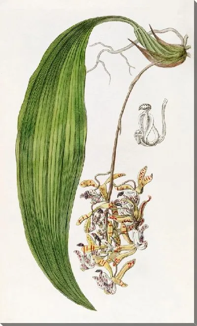 Картина Циррея туполепестковая (1815-1819)