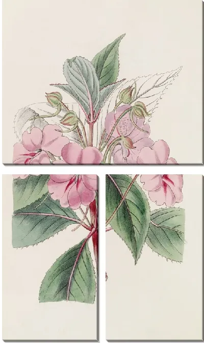 Картина Широколепестковый бальзамин (1815-1819).