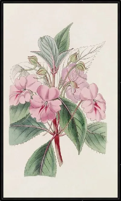 Картина Широколепестковый бальзамин (1815-1819).