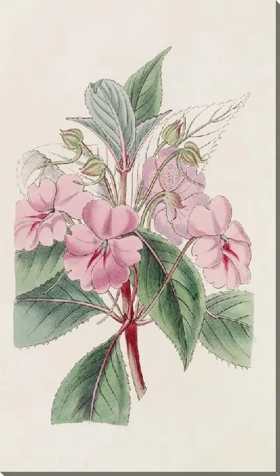 Картина Широколепестковый бальзамин (1815-1819).
