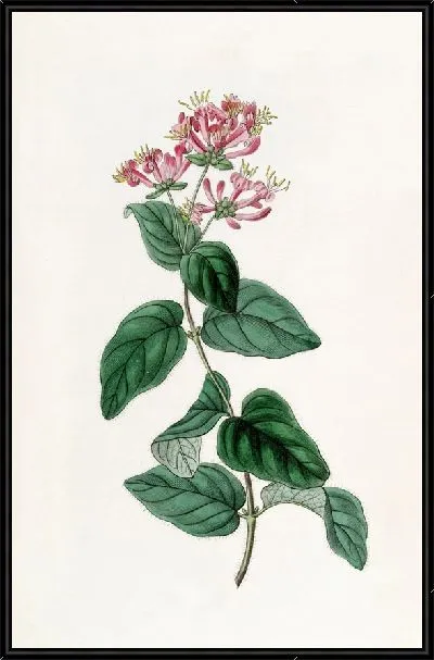 Картина Щетинистая жимолость (1815-1819)