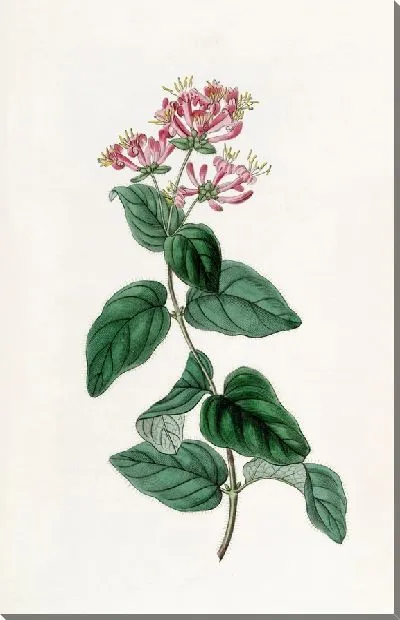 Картина Щетинистая жимолость (1815-1819)