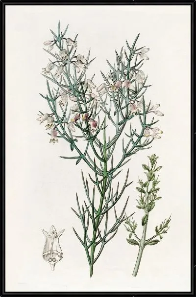 Картина Щетинистая Коллетия (1815-1819)