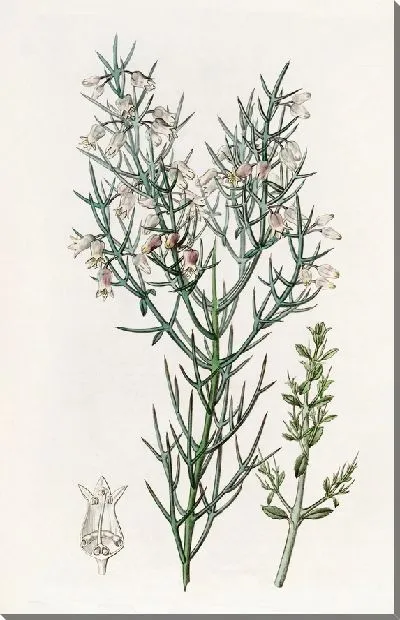 Картина Щетинистая Коллетия (1815-1819)