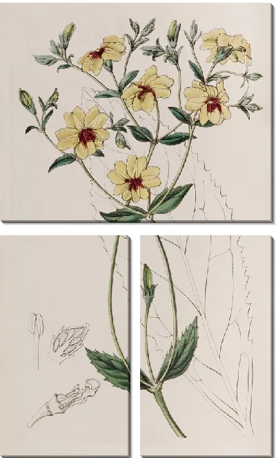 Картина Эвталы широколистные (1815-1819)