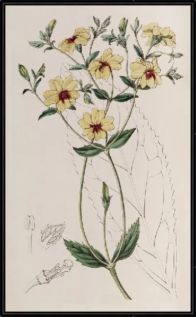 Картина Эвталы широколистные (1815-1819)