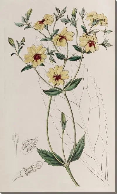 Картина Эвталы широколистные (1815-1819)