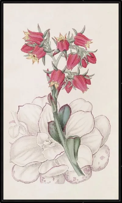 Картина Эхеверия туполистная (1815-1819)
