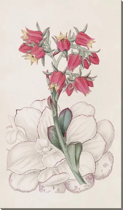 Картина Эхеверия туполистная (1815-1819)
