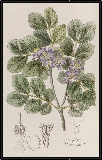 Картина Common Lignum Vitae (1815-1819)