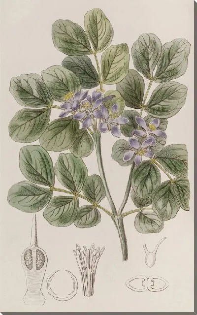 Картина Common Lignum Vitae (1815-1819)