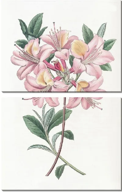 Картина Азалия Хайклер медного цвета (1815-1819)