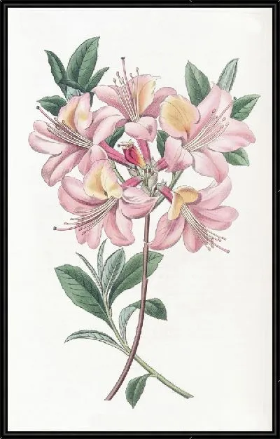 Картина Азалия Хайклер медного цвета (1815-1819)