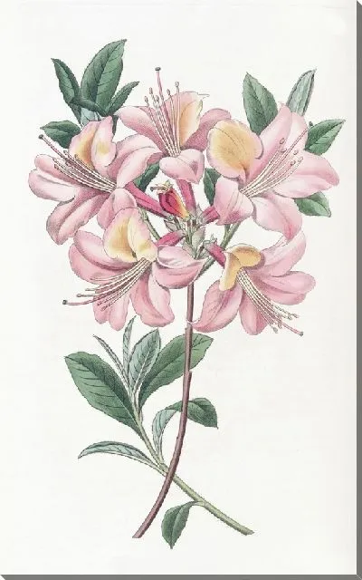 Картина Азалия Хайклер медного цвета (1815-1819)