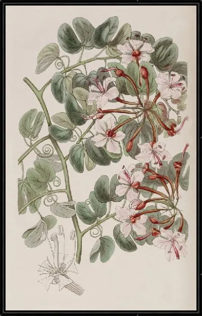 Картина Баукиния щиткоцветковая (1815-1819)