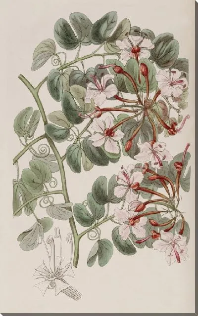Картина Баукиния щиткоцветковая (1815-1819)