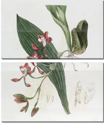 Картина Бейтмания Колли (1815-1819)