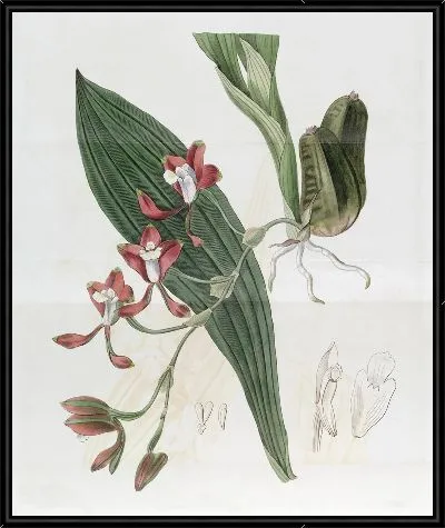 Картина Бейтмания Колли (1815-1819)