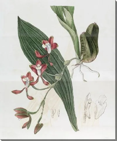 Картина Бейтмания Колли (1815-1819)