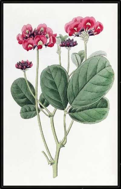 Картина Близкоголовый Кеннедиа (1815-1819)