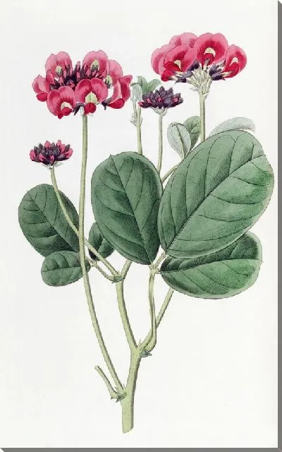 Картина Близкоголовый Кеннедиа (1815-1819)