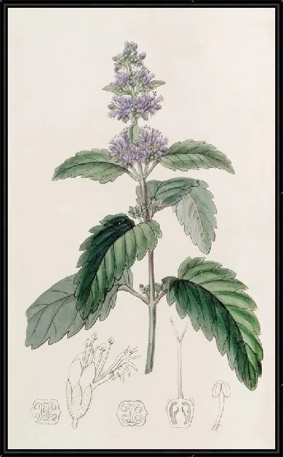 Картина Бородка китайская (1815-1819)