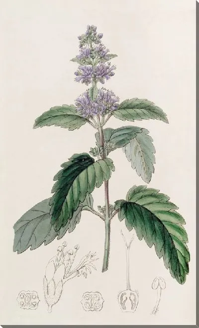 Картина Бородка китайская (1815-1819)