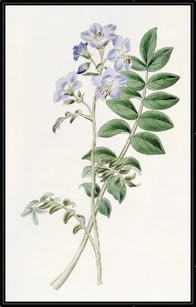 Картина Валериана обыкновенная греческая - сорт Волосатый (1815-1819).