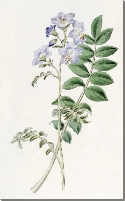 Картина Валериана обыкновенная греческая - сорт Волосатый (1815-1819).