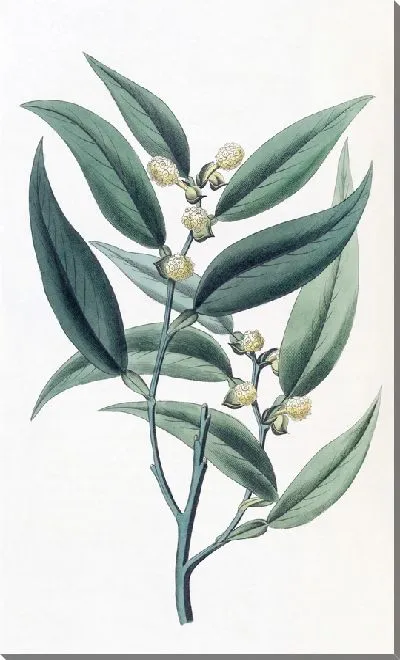 Картина Восхождение на Потос (1815-1819)