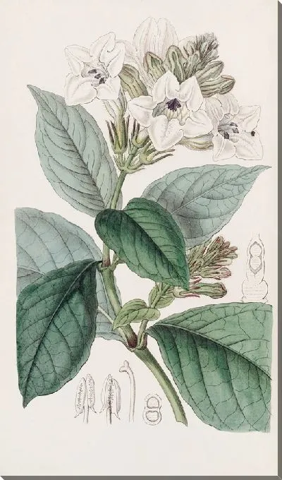 Картина Восхождение на Хенфрейю (1815-1819)