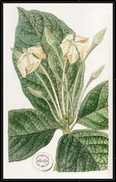 Картина Гардения тканёволистная (1815-1819)