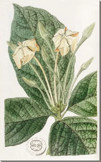 Картина Гардения тканёволистная (1815-1819)