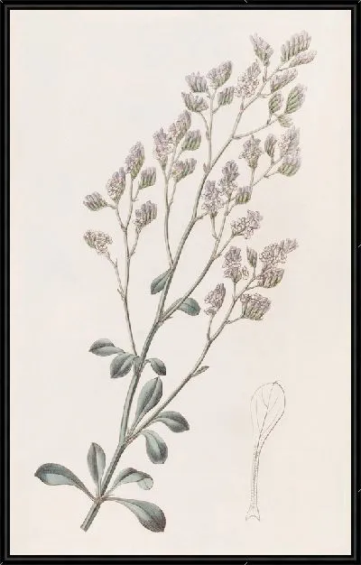 Картина Гребнецветковая морская лаванда (1815-1819)