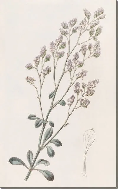 Картина Гребнецветковая морская лаванда (1815-1819)