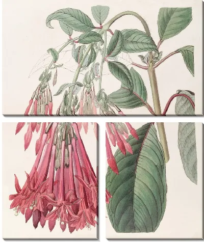 Картина Гроздецветковая фуксия (1815-1819)