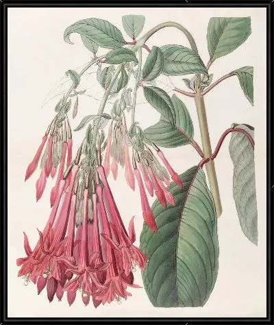 Картина Гроздецветковая фуксия (1815-1819)