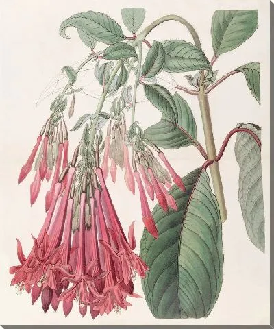 Картина Гроздецветковая фуксия (1815-1819)