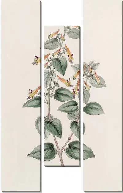 Картина Грубоволосый Купфея (1815-1819)