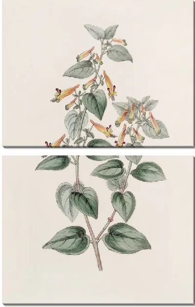 Картина Грубоволосый Купфея (1815-1819)