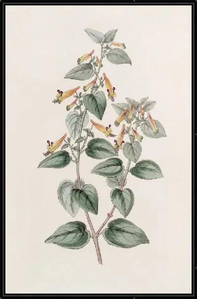 Картина Грубоволосый Купфея (1815-1819)