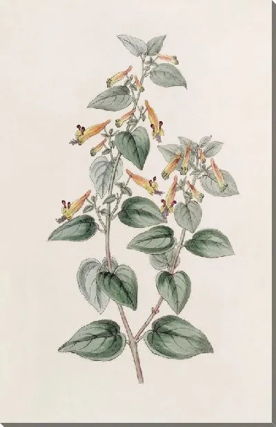 Картина Грубоволосый Купфея (1815-1819)