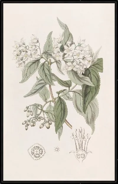 Картина Дейция щиткоцветковая (1815-1819)