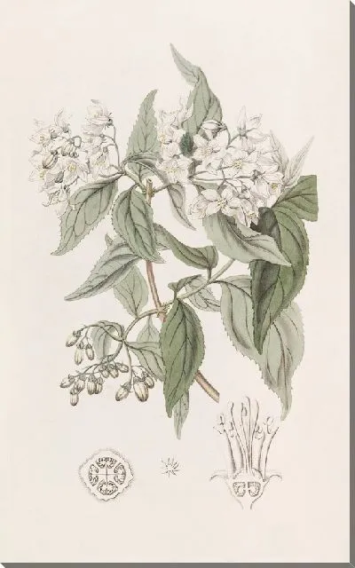 Картина Дейция щиткоцветковая (1815-1819)
