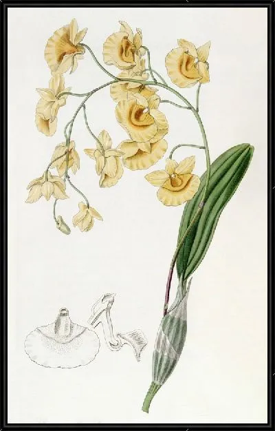 Картина Дендробиум кластерный (1815-1819)