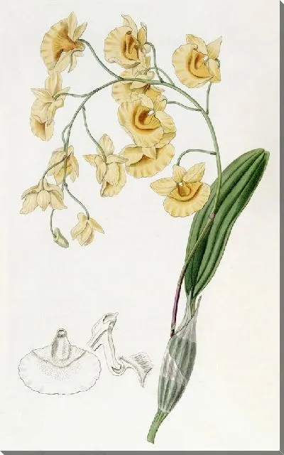 Картина Дендробиум кластерный (1815-1819)